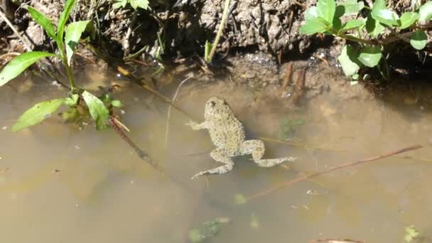 黄腹蛤蟆在池塘里.凡尔登法国 — 图库视频影像