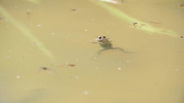 Su birikintisinde yüzen sarı karınlı kurbağa. Verdun Ormanı, Lorraine, Fransa. — Stok video