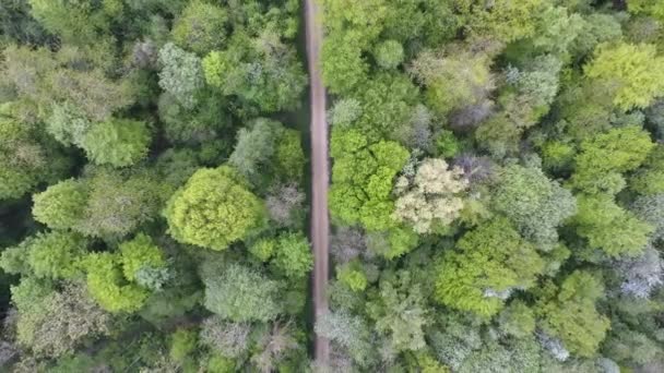 Camino Bosque Frondosas Por Dron Vista Vertical Verdún Lorena Francia — Vídeos de Stock