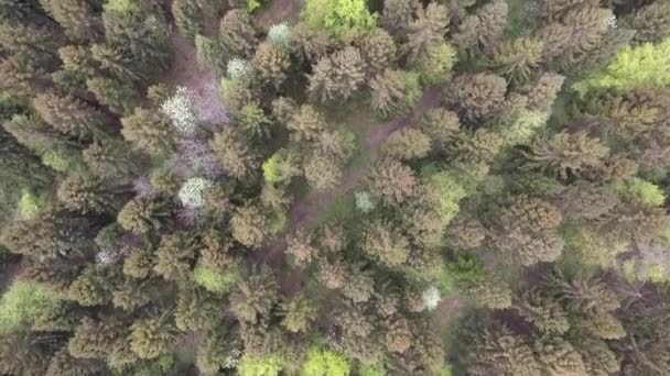 Volando Sobre Abetos Algunos Frondosos Bosque Verdún Lorena Francia Vista — Vídeos de Stock