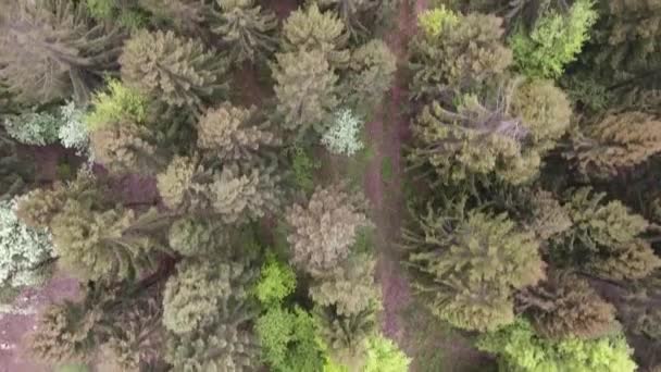 Volando Sobre Bosque Abetos Bosque Verdún Lorena Francia Vista Del — Vídeos de Stock