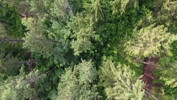 Vuelo Con Drones Sobre Bosque Atardecer Verdun Lorena Francia Vista — Vídeos de Stock