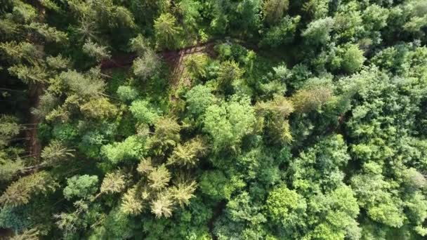 Voo Drone Sobre Uma Floresta Durante Pôr Sol Verdun Lorraine — Vídeo de Stock