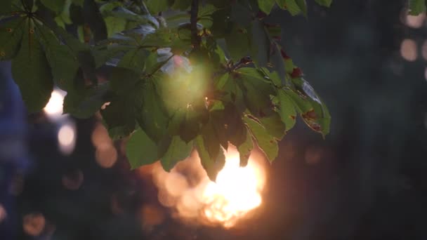 Verschwommenes Sonnenuntergangslicht durch Baumblätter — Stockvideo