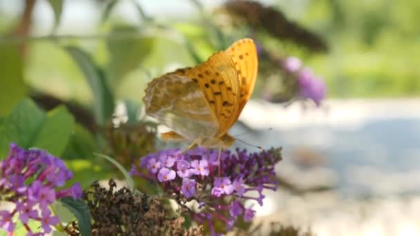 Mariposa Naranja Grand Nacre Bebiendo Néctar Una Flor Cerca Ubicación — Vídeos de Stock