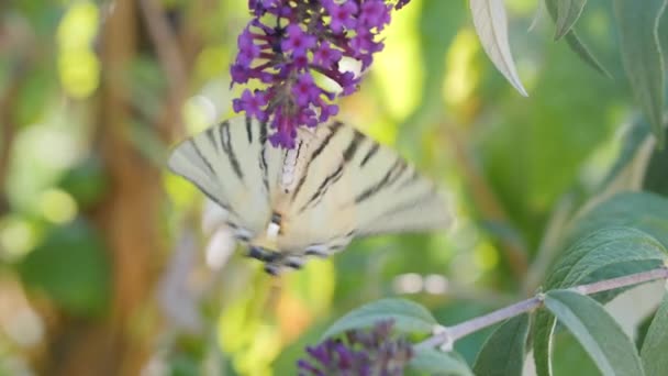 Papillon Buvant Nectar Sur Une Fleur Fond Flou — Video