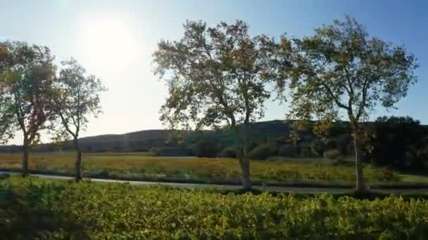 Vliegtuigbomen Wijngaarden Vanuit Lucht Die Van Rechts Naar Links Reizen — Stockvideo