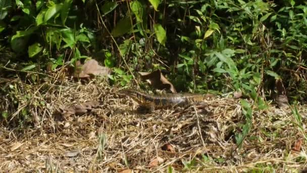 Varan Große Eidechse Französisch Guayana Ruht Der Sonne — Stockvideo