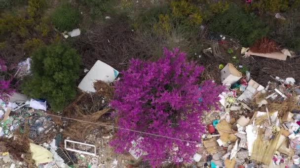 Różowe Kwiaty Drzewie Anteny Widok Pionowy Garaży Nieautoryzowane Wysypisko Odpadów — Wideo stockowe