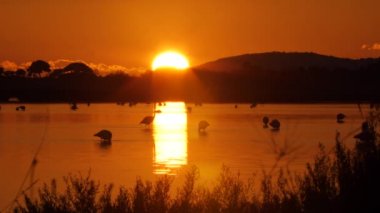Flamingoların yürüdüğü bir bariyer göletinin üzerinde gün batımı yansıması. Camargue Fransa