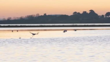 Flamingo bir bariyer göleti olan Camargue Fransa 'ya gidiyor. Gün batımı zamanı