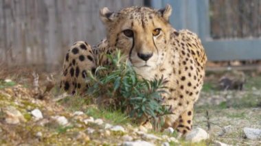 Montpellier Lunaret hayvanat bahçesinde yerde yatan Çita Acinonyx Jubatus Schreber. Arkaplanda kaplama