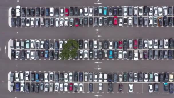 Een Boom Het Midden Van Een Parkeerplaats Vol Met Auto — Stockvideo