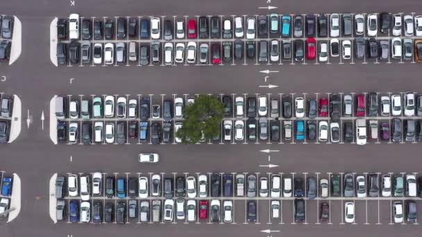 Latanie Nad Białym Samochodem Parkingu Pełnym Samochodów Jedno Zielone Drzewo — Wideo stockowe