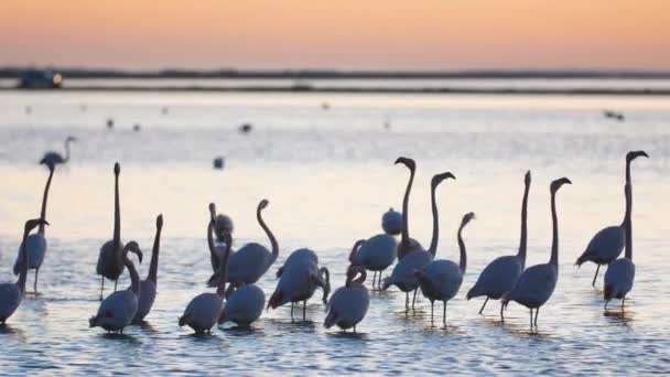 Mooie Langzame Beweging Van Phoenicopterus Roseus Flamingo Barrière Vijver Met — Stockvideo