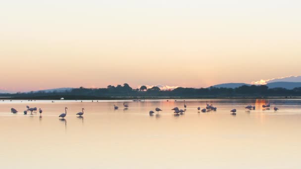 Duży Widok Stawu Barierowego Fenicopterus Roseus Różowy Flamingi Jedzenie Zachód — Wideo stockowe