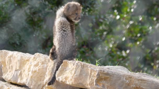Cute Baby Cheetah Acinonyx Jubatus Rock Turning Camera Montpellier Zoo — Stock Video