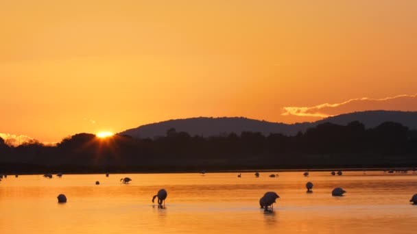 Puesta Sol Detrás Una Montaña Con Flamencos Primer Plano — Vídeos de Stock