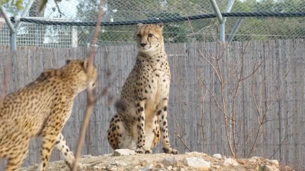 Dwóch Jeńców Gepardów Acinonyx Jubatus Głaskających Się Nawzajem Zoo Lunaret — Wideo stockowe