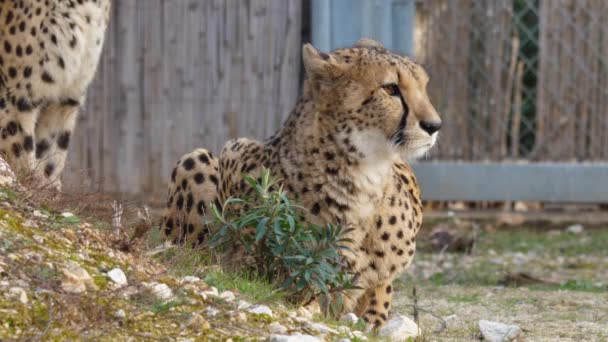 Cheetah Acinonyx Jubatus Schreber躺在Lunaret动物园的蒙彼利埃 近距离投篮 — 图库视频影像