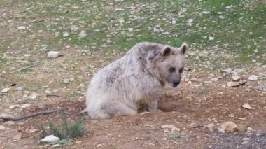 Ayı ursus arctos syriacus Montpellier hayvanat bahçesinde gündüz vakti yerde oturuyor.