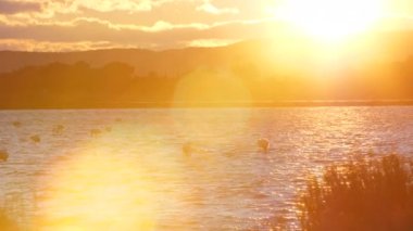 Altın saati işaret fişekleriyle dolu bir göletin sabit çekimi, Camargue flamingoları günbatımı