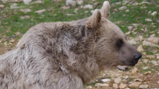 Cara Cerrada Oso Ursus Arctos Syriacus Zoológico Montpellier Especie Cautiva — Vídeo de stock