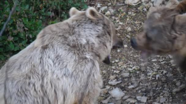 Dos Osos Ursus Arctos Syriacus Mostrando Sus Dientes Uno Otro — Vídeos de Stock