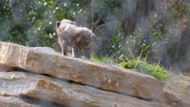 在蒙彼利埃动物园的岩石上 好奇的小猎豹金丝雀每天都会慢动作 — 图库视频影像