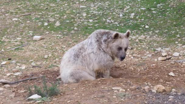 Bear Ursus Arctos Syriacus Sitting Ground Montpellier Zoo Day Time — Stock Video