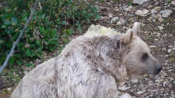 Vista Lateral Urso Adulto Ursus Arctos Syriacus Montpellier Zoológico Dia — Vídeo de Stock