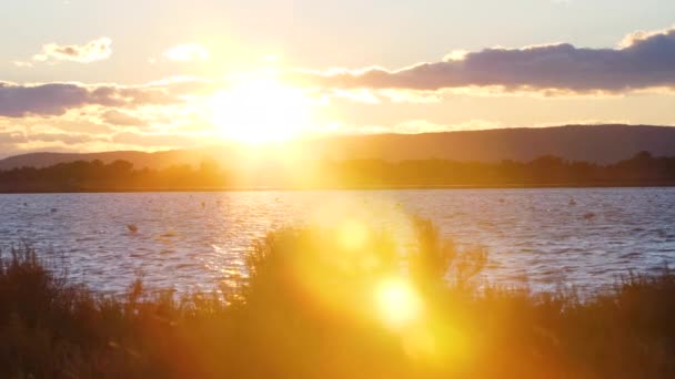 Flamingolarla dolu bir göletin üzerinde, soldan günbatımına doğru. Güzel altın işaret fişeği — Stok video
