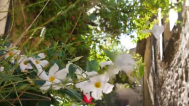 Beyaz çiçekler Gassin caddeleri Fransız köyü güzel güneş evin ön cephesindeki bitki örtüsünde parlıyor.