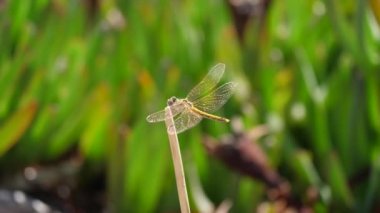 Çimen sempetrom fosilinin üzerinde oturan yusufçuk Porquerolles 'ün bulanık arka planı