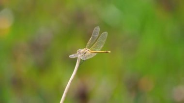 Dragonfly Sympetrum fosili Porquerolles Fransa 'nın otundan kalkıyor.