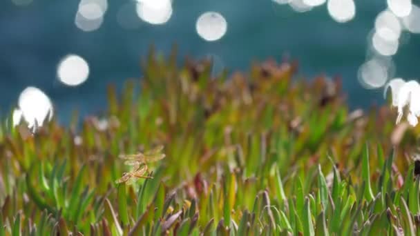 Libélulas Las Plantas Grasa Del Mediterráneo Con Mar Las Llamaradas — Vídeo de stock