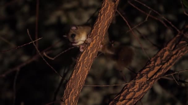 Dormouse Comestible Dormouse Grasa Glis Glis Una Rama Durante Noche — Vídeo de stock