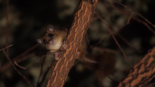 Gece Karanlığında Dışkılayan Bir Dalda Yenilebilir Fındık Faresi Parıldıyor Vahşi — Stok video