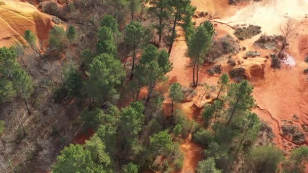Pine trees aerial view red soil ochre France colorado provencal Rustrel — Stock Video