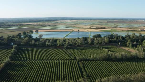 장엄 한 공중 드론이 포도원과 범람 한 논 위에 발포되었습니다 , Camargue Gard — 비디오