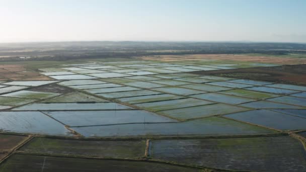 Champs de riz inondés voyage aérien France Camargue journée ensoleillée — Video