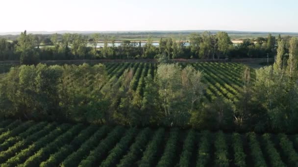 Aérea derecha a izquierda viajando sobre campos de viñedos durante la puesta del sol France Gard — Vídeo de stock