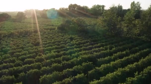 프랑스 캄란 드 강을 발견 한 와인 농장 상공의 공중 무인기 사진 — 비디오
