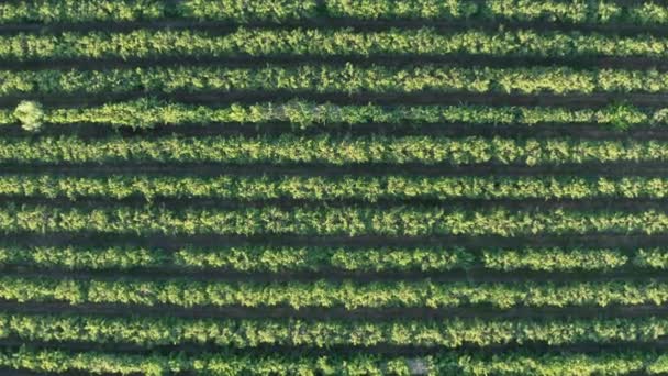 Vineyard fields aerial tip shot going down sunset France Camargue — Stock Video
