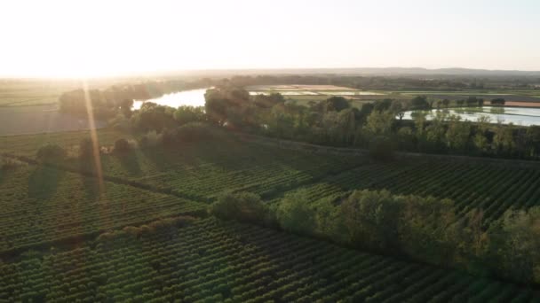 夕阳西下的飞机返回河畔葡萄园和稻田 — 图库视频影像