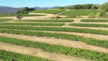 Üzüm bağları, arka planda dağlar, Fransa Vaucluse Apt.