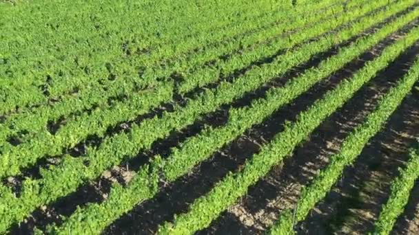 Grüne Weinberge Felder Linien Luftdrohne schoss sonnigen Tag Frankreich — Stockvideo