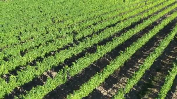 Green vineyards fields lines anerial drone shot sunny day France — Stock video