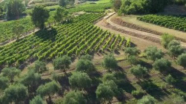 Zeytin ağaçları ve üzüm bağları güneşli bir günde havadan çekilmiş Fransa Vaucluse