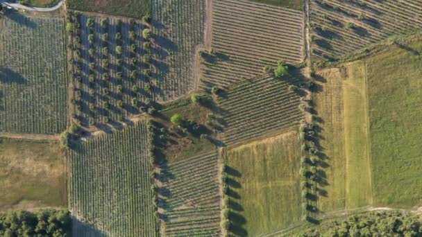 Aerial drone top shot going down over vineyards fields sunset time Francja — Wideo stockowe